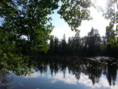 湖, 自然, 水, 镜子, 夏季, 森林, 叶