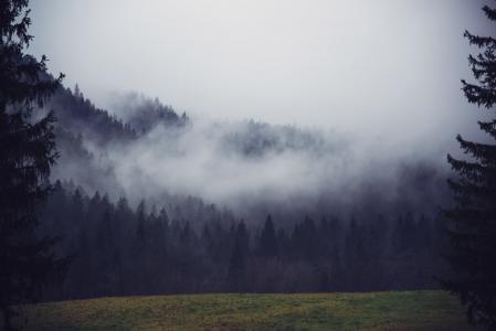 树木, 山, 雾, 雾, 有雾, 环境, 景观