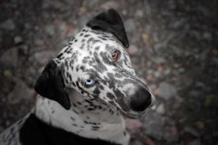 狗, 动物, 眼睛, 不同颜色, 蓝色的眼睛, 棕眼, 蓝色和褐色