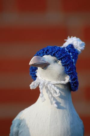 海鸥, 帽, 厚脸皮, 有趣, 感冒