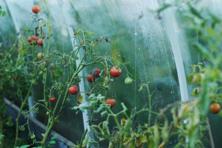 西红柿, 温室, 别墅, 番茄, 蔬菜, 食品, 素食主义