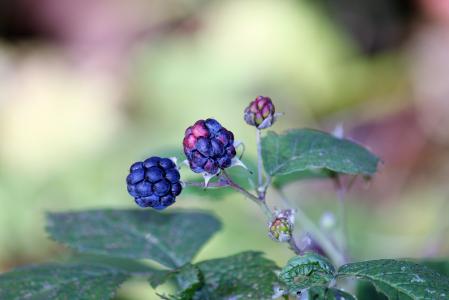 黑莓, 秋天, 浆果, 特写