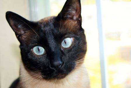 猫, 暹罗猫, 黑脸, 蓝色的眼睛, 宠物, 家养动物