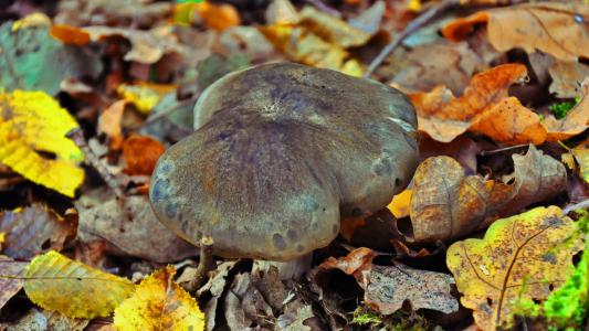 蘑菇, 秋天, 自然, 森林