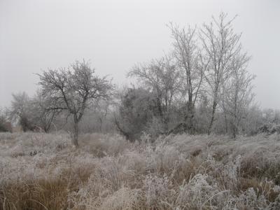 冬天, 冻结, 自然, 草, 树木, 感冒, 赛季