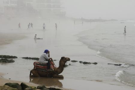 骆驼, 海滩, 雾, 摩洛哥, 自然, 海岸, 海