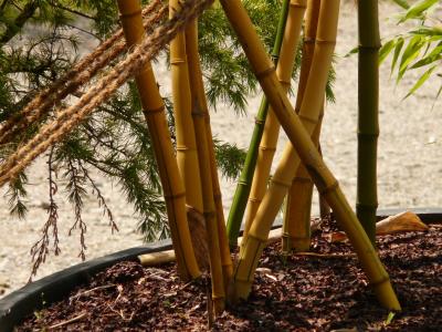 竹, 竹园, aureocaulis, 植物, 木材