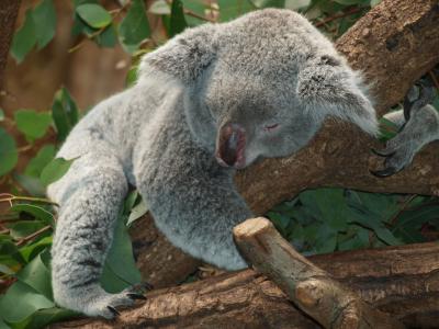 考拉熊, 澳大利亚, 泰迪, 睡眠, 懒, 休息, 动物