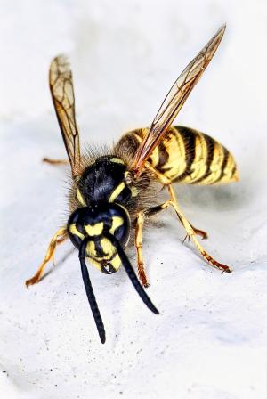 黄蜂, 自然, 昆虫, 黄色, 特写, 野生动物, bug
