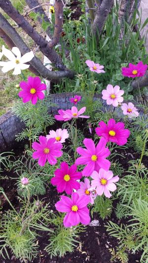 花, 粉红色的花朵, 春天, 花园
