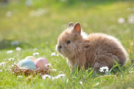 复活节, 复活节兔子, 鸡蛋, 复活节彩蛋, 复活节快乐, 春天, 复活节彩蛋