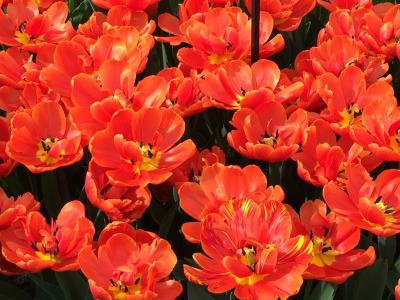 郁金香, 红色郁金香, 春天, 花瓣, 自然, 春天的花朵