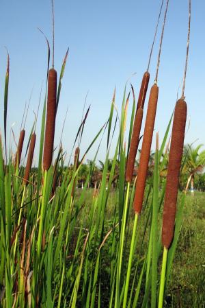 香蒲沙枣, 较小的芦苇, 窄叶蒲, jambu, 水生杂草, 雌花序, 印度