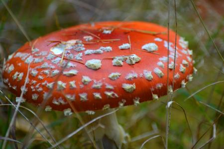 飞金顶, 蘑菇, 有毒, 森林, 自然, 红色飞木耳蘑菇, 好运气的象征