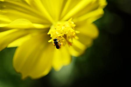蜜蜂, 花, 黄色的花, 夏季, 动物, bug, 黄蜂