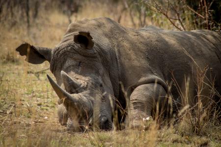 犀牛, 非洲, 濒临灭绝, 游戏, 偷猎, 保护, 野生动物
