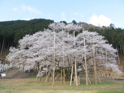 usuzumi 樱花, 超过1500年的树, 日本