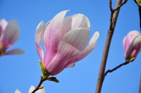 由 cotree 分隔的标签, 花, 自然, 蓝色, 天空, 绿色, 春天