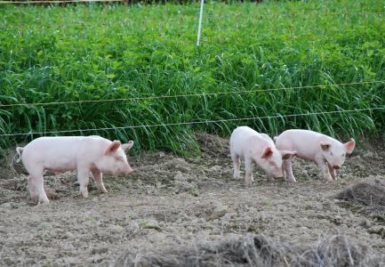 小猪, 猪, 可爱, 甜, 动物, 粉色, 母猪