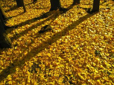 长的阴影, 日落, 晚上, 银杏树, 孔雀树, 黄色, 秋天