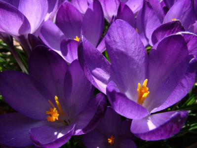 春天, 番红花, 紫色, 花, 植物, 紫罗兰色, 自然