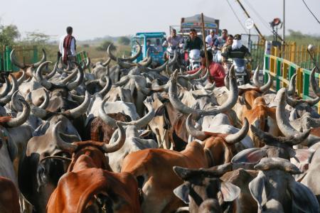 母牛, 印度, 动物, 农业, 亚洲, 牛奶, 农村