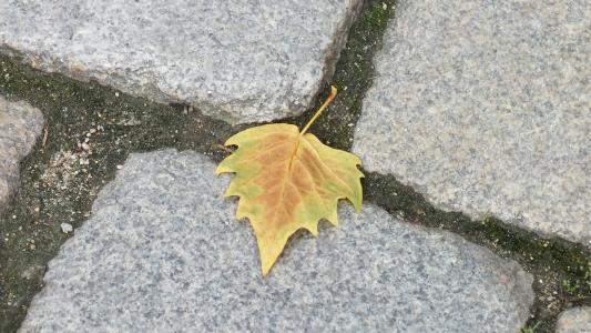 秋天, 叶, 街道, 鹅卵石, 秋天, 自然, 黄色