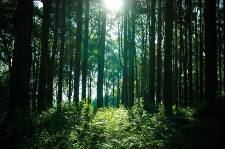 森林, 树木, 伍兹, 自然, 太阳光线