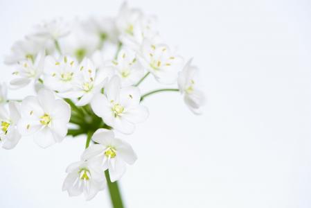 花, 花, 白色, 白花, 白色的花, 投标, 葱属花卉