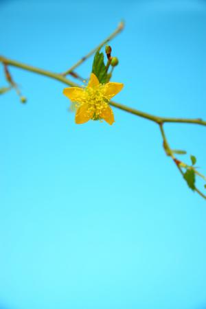 黄色, 蓝色, 花, 春天, 自然, 黄色的花, 植物