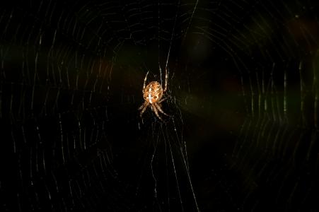蜘蛛, 出, 黑暗, 自然, 网络, 神秘, 蜘蛛网
