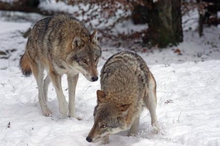 狼, 捕食者, 食肉动物, 狼, 群居动物, 恐惧, 冬天