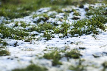 草, 冬天, 雪, 感冒, 绿色, 冻结, 自然