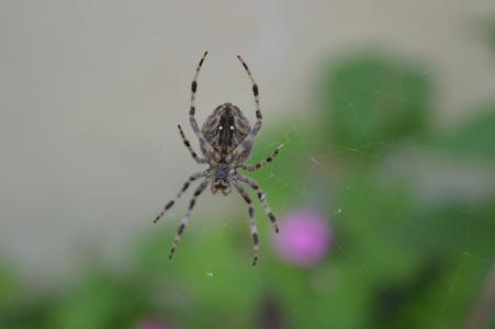 蜘蛛, web, 蛛形纲动物, 昆虫