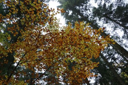 秋天, 森林, 树, 黄色, 天空