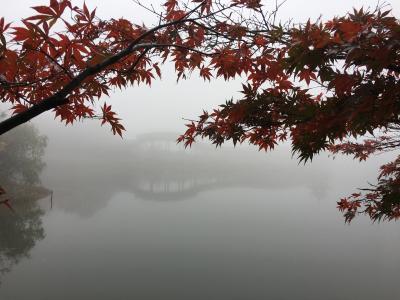 红叶, 雾, 湖