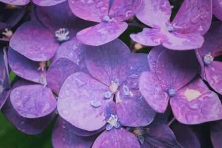 绽放, 开花, 植物区系, 花, 花瓣, 紫罗兰色, 湿法