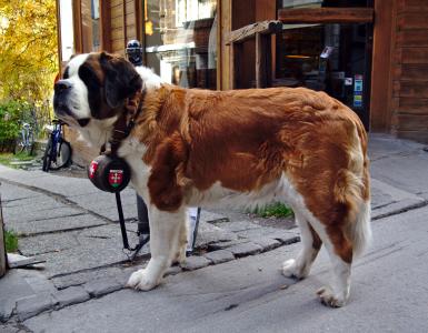 狗, 圣伯纳德 ·, 瑞士, 采尔马特, 救援犬, 每桶, 纯种狗