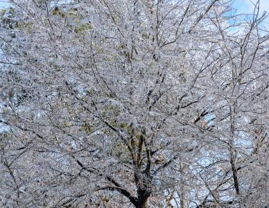 冰盖树木, 树, 冬天, 赛季, 感冒, 雪, 冰