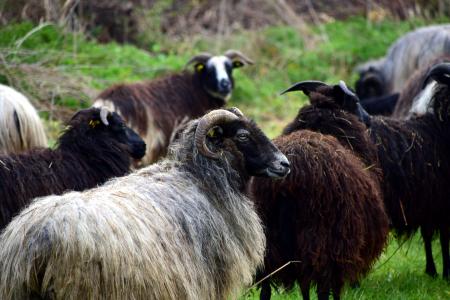群羊, 羊, 牧场, 羊群, 动物, 草甸, 羊毛