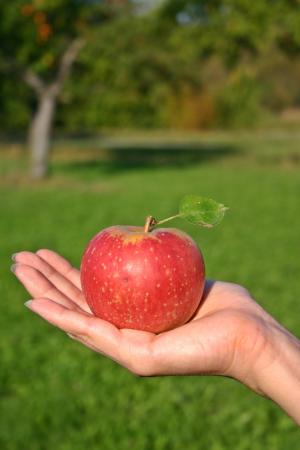 苹果, 水果, 成熟, 维生素, 红红的苹果, 美味, 红色