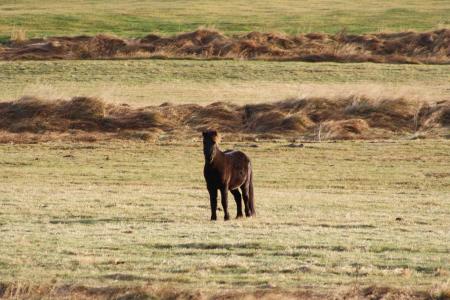 动物, 马, 冰岛马, 牧场, 小马, 草, 草甸