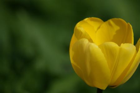 郁金香, 黄色, 花, 荷兰, 自然, 美丽, 春天