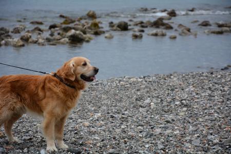 狗, 金毛猎犬, 海狗, 狗在海滩