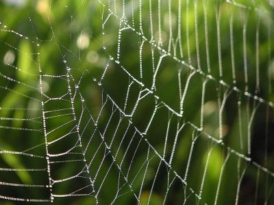 蜘蛛网, 滴眼液, 露水, 水, 景观, 自然