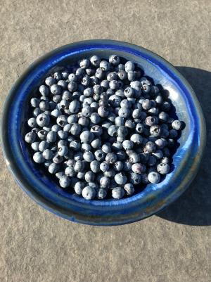 蓝莓, 蓝色的浆果, 规模, 夏季, 水果, 食品, 蓝莓