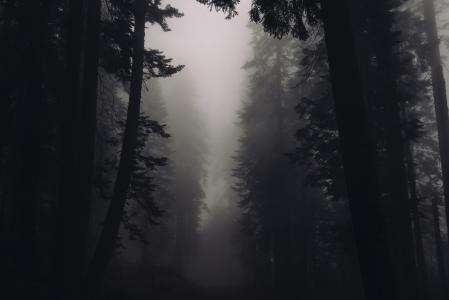 剪影, 树木, 雾, 照片, 森林, 伍兹, 雾