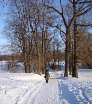 冬天, 雪, 树木, 道路, 太阳, 阴影, 自然