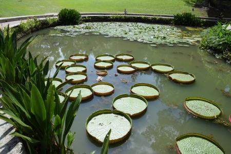 池塘, 植物园, 水厂, 新加坡, 自然, 水