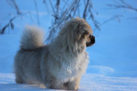 藏犬, 小狗, 冬天, 雪, 狗, 动物, 宠物